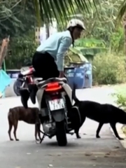 Thanh niên quỳ gối trên yên xe máy khi bị đàn chó vây quanh