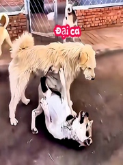Chó 'đại ca' xử lý đồng bọn hổ báo một nốt nhạc