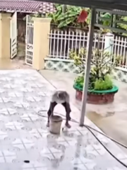 Đàn cá rô vượt cạn vào sân sau cơn mưa lớn