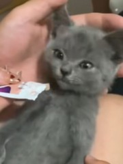 Phản ứng đáng yêu của những chú mèo khi ngửi mùi món ăn khoái khẩu