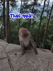 Phản ứng cực hài của chú khỉ khi ngửi mùi sầu riêng