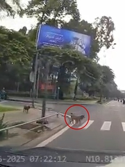 Hai chú chó ý thức, biết chờ đèn đỏ để sang đường