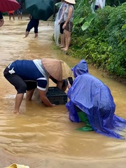 Dùng sọt nhựa bắt cá bơi lên đường mùa mưa lũ