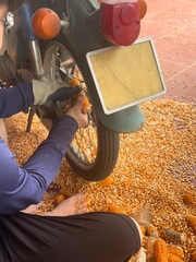 Cách tách hạt ngô khỏi lõi đơn giản mà nhiều người không biết