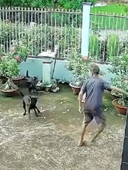 Hai chú chó xả thân cứu chủ thoát bị rắn cắn