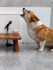 Hai chú chó song ca siêu ngầu
