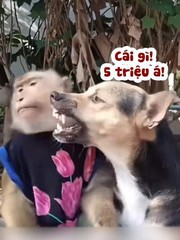 Chú chó cay cú khi khỉ cho ăn 'miếng thịt bịt cái mồm'