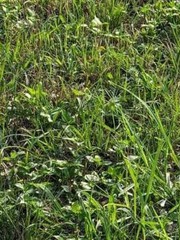 Thử tài tinh mắt: Con rắn ẩn mình ở đâu?