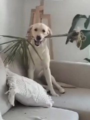 Những chú chó nghịch ngợm khiến gia chủ khóc thét