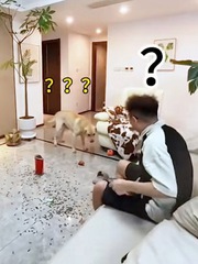 Chú chó cay cú khi bị ông chủ đổ oan