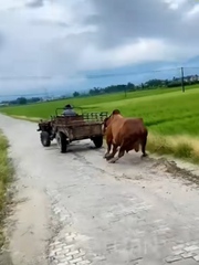 Máy cày mòn lốp vì kéo không lại bò