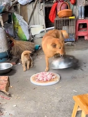 Chó mẹ lén mở lồng bàn lấy trộm cho con miếng thịt