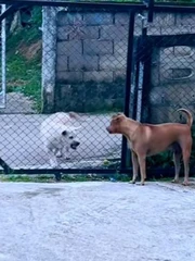 Hai chú chó đổi thái độ khi cánh cổng được mở ra