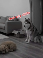 Chó husky chạy té khói vì bị đồng bọn đổ lỗi