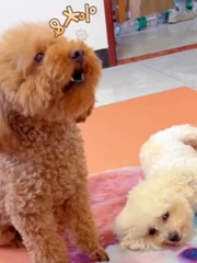 Chú chó lém lỉnh giấu thức ăn rồi đổ thừa cho đồng bọn