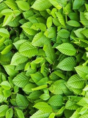 Thử tài tinh mắt: Châu chấu ẩn giấu ở đâu?