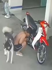 Thanh niên ngồi sửa xe bị chó cưng 'đánh dấu' vào lưng
