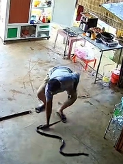 Người đàn ông tay không bắt rắn khủng bò vào nhà một nốt nhạc