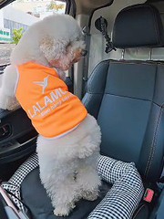 Chú chó làm lơ xe cho ông chủ lái ô tô sang đường