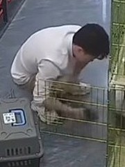 Thanh niên vã mồ hôi với đàn mèo con