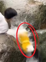 Chú chó ngã nhào xuống nước vì cậu chủ có tính... lo xa