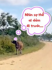 Cô gái cười đau bụng với chú 'Ngưu ma vương' nhút nhát