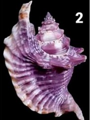 Quiz: Bạn là người nhân hậu và luôn hết lòng vì gia đình, bạn bè?