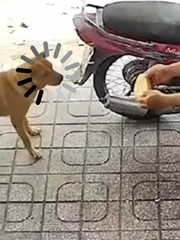 Chú chó giật bắn mình vì ông chú bán bánh mì kỳ lạ
