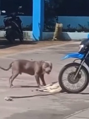 Chú chó nằm giả chết để không bị Pitbull cắn