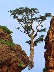 Quiz: Chọn cây đại thụ cô đơn nhất và xem bạn được lòng người đến đâu