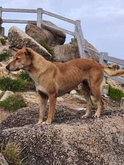 Chú chó vàng dẫn đường ở Mũi Điện gây bão mạng