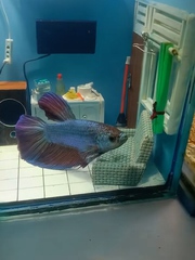 Thanh niên làm hẳn căn nhà đầy đủ nội thất cho đàn cá kiểng