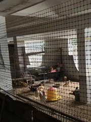 Căn biệt thự tiền tỉ biến thành chuồng gà