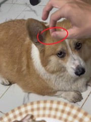 Chú chó nổi cáu vì bị cậu chủ troll