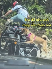 Chú chó ngã sấp mặt khi đang hóng gió