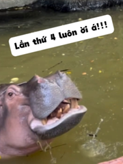 Bực hết cả hà mã