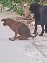 Chú chó hổ báo sợ quéo giò khi gặp chó 'đại ca'
