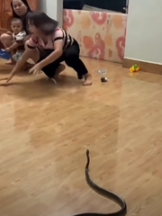 Màn bắt rắn bằng tay không của người phụ nữ khiến dân mạng trầm trồ