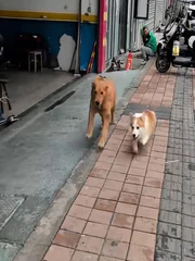 Hai chú chó rủ nhau đấu 'võ mồm'