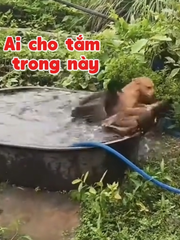 Chú chó bị đàn vịt 'đánh' sấp mặt vì tội vô ý