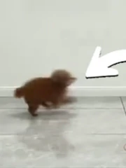 Chú chó giả vờ ngủ khi bị phát hiện ăn vụng