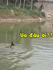 Màn rượt đuổi không cân sức của vịt và chó