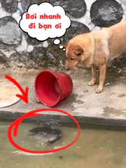 Khi nhà có chú chó thích phóng sinh