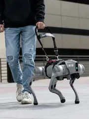 Công ty này đang tuyển người dắt chó robot đi dạo, lương lên đến 3 triệu/ca