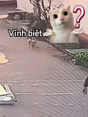 Corgi giận dỗi bỏ đi vì bị cô gái đá bóng trúng mặt