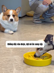 Chú chó phản ứng cực hài khi bị cậu chủ troll bằng chó giả