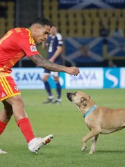 Trận đấu Nations League bị gián đoạn vì... chú chó đi dạo