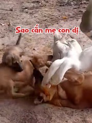 Hai chú chó con lao vào cứu mẹ khỏi bị ngỗng cắn