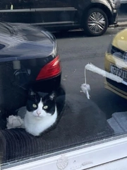 Mắt 10/10 mới thấy con mèo thứ hai ở đâu