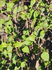 Người có trí tưởng tượng phong phú mới thấy con chim ở trong hình